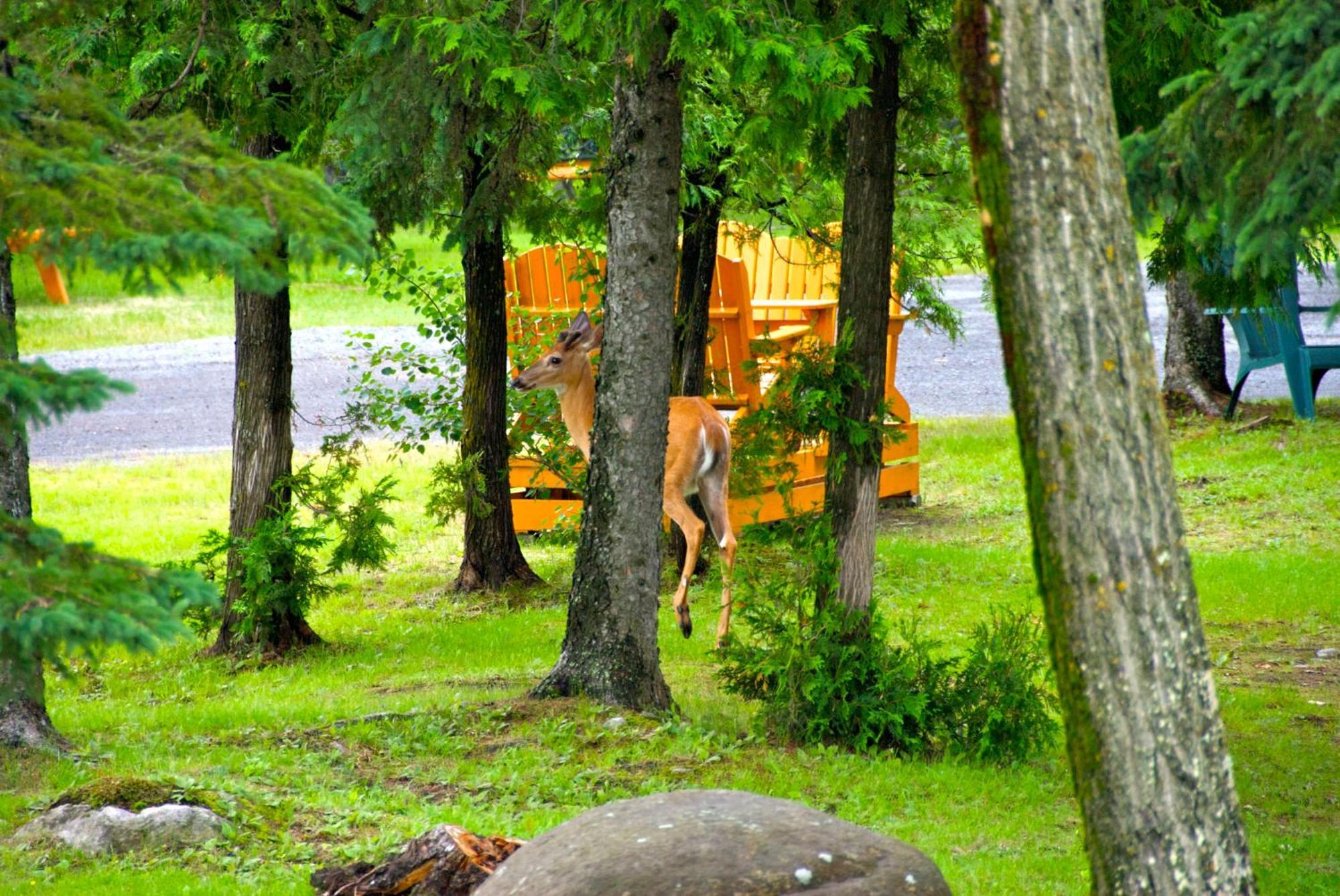 Des Cascades Motel 3*